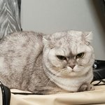 [댓글부탁해] 고앵 내가 뽀뽀하고 개롭펴서 <b>화남</b> ㅠㅠㅠㅠㅠㅠ