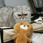 [댓글부탁해] 이 고앵이 <b>화난</b>것같다 추반