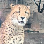 [댓글부탁해] 일본 <b>nhk</b>?에서 한국드라마 일본어로 더빙해서 보여주네