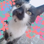 [고양이] (4) 아기고양이 <b>호박</b>이의 소식 전하러 왔어요