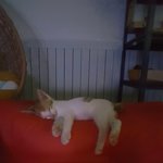 억울하게 죽여져 쓰레기로 버려진 고양이 <b>야미</b>를 외면하지 말아주세요