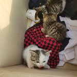 [고양이] 어미에게 버림받은 새끼 길냥이 입양하실분 구합니다.(현재...