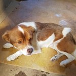 [강아지] 교통사고로 다리가 아파요