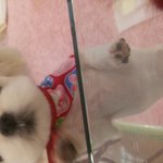 [드루와] <b>울집</b> 갱애쥐 세젤ㅠ