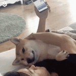 [댓글부탁해] 니 최애가 너보다 2살 어린데 <b>반말</b>하면 어떰