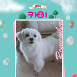 [강아지] 유기견입양공고 ㅡ <b>잭슨</b>과 카이에게 가족이 되어주세요