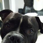 꼭좀봐주세요!! 강아지를 찾습니다