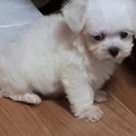 아기강아지는 금방<b>자라</b>...