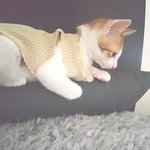 [고양이] [외면금지] 죽여져 버려진 <b>야미</b> 입니다.