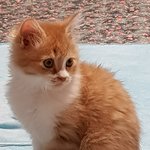 아기냥 <b>호빵이</b>-5