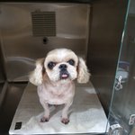 [강아지] <b>노견</b>시츄의 가족이 되어주세요