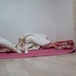 나의 동거묘 도칠이와 <b>집사</b>