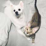 [개와고양이] 포도와 <b>나무</b> 이야기 (1) 업둥이 <b>나무</b>