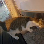 [댓글부탁해] <b>고앵이</b> 원래 배만지는거 싫어함?