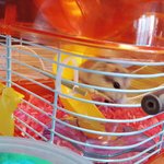 [햄스터] 햄스터 <b>먼지</b>