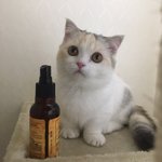 [드루와] 귀여운거 보고가 혐짤 아님ㅜㅜ