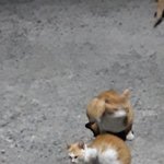 [고양이] 아깽이 도와줄수 있는곳 없을까요?? ㅜㅜㅜ 아깽이가 많이...