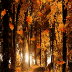 어느 햇살 좋은 <b>가을날</b>의 풍경