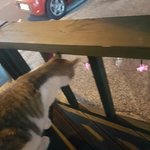 [댓글부탁해] 고앵이와 놀고 난뒤 난 덕담을 해주고  떠났다.