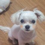 강아지 볼<b>터치</b> ㅇㄸ