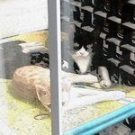 쥐를 자꾸 선물해줘요 고마운데ㅠ