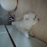 [강아지] 비숑구리 옹<b>츄</b> 3탄