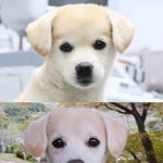 [모두드루와] 귀만 자란 짱<b>절미</b>ㅋㅋㅋ