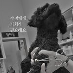 심장사상충에 걸린 수지, 다시 기회가 필요합니다