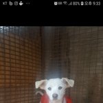 [강아지] 스피츠<b>믹스</b> 가족이 되어주세요