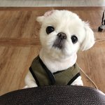 우리 강아지 심장아플정도로  귀여움