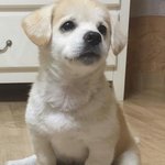 [댓글부탁해] <b>절미</b>나 봐야지