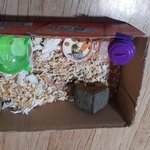 4마리는 어미가 맡고 두마리는 <b>분리</b>해서 기르는데