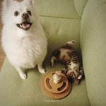 [개와고양이] <b>포도</b>와 나무 이야기 (2) 장난감