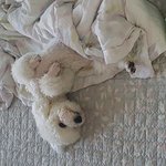 저희<b>집</b> 강아지 잠자는 자세 왜<b>그런</b>건가요
