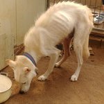 [댓글부탁해] 강아지 가족 살려주세요 <b>임</b><b>보</b>가능하신 분