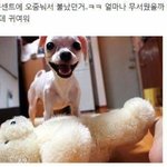 [강아지] 콘센트에 <b>오줌</b>눠서 집 불낸 강아지