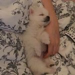 [개와고양이] 포도와 나무 이야기 (3) 포<b>동동</b>아기<b>동동</b>