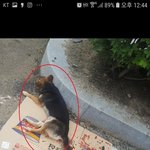 [강아지] 아픔도 <b>씩씩</b>하게 이겨낸 강타의 가족이 되어주세요