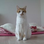 나의 동거묘 <b>도칠</b>이의 표정