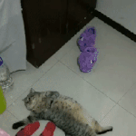 [드루와] 주인이 너무 <b>부지런</b>하다.gif
