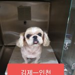 [강아지] <b>김제</b>에서 인천으로