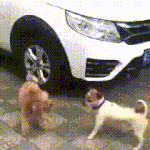 [댓글부탁해] <b>갑분</b>왈.gif