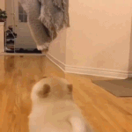 [댓글부탁해] 강아지의 놀라운 점프력ㄷㄷ.<b>gif</b>