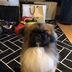 [꼭봐주세요] 페키니즈 22개월 강아지가 애견호텔에서 억울한 사고를...