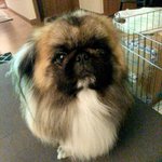 [꼭댓글부탁] 페키니즈 22개월 강아지가 애견호텔에서 억울한 사고를...