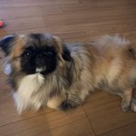 [꼭봐주세요] 페키니즈 22개월 강아지가 애견호텔에서 억울한 사고를...