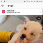 [강아지] 강아지가족살려주세요(2) <b>아사</b>직전강아지