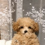 [강아지] 이제 3개월된 뽀시래기 <b>오뎅이</b>