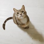 [고양이] [별이<b>모찌</b>맘맘-1탄]  별이<b>모찌</b>와의 이상하고 특별한 동거...