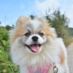 하람/파<b>티포</b>메라이언/남아(중성화완료)/1살/2.8kg  새벽의 찬...